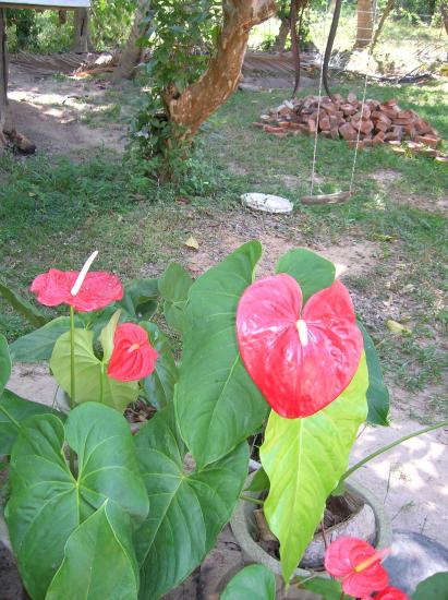 Anthuriums