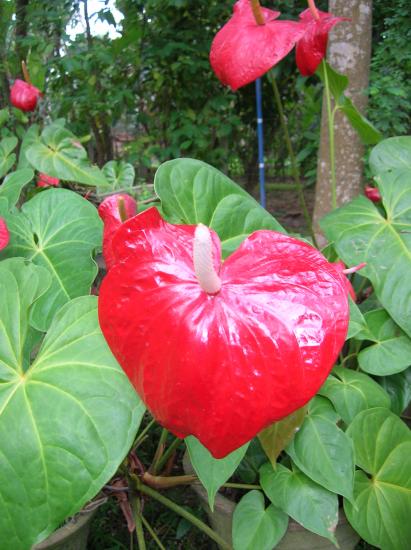 Anthuriums