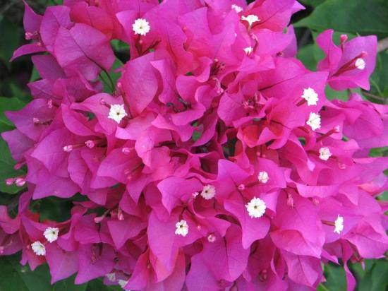 Bouginvillées