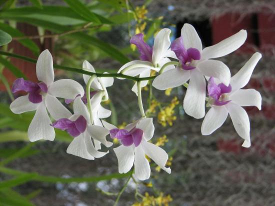 Orchidées