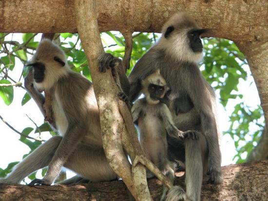 Sri Lanka