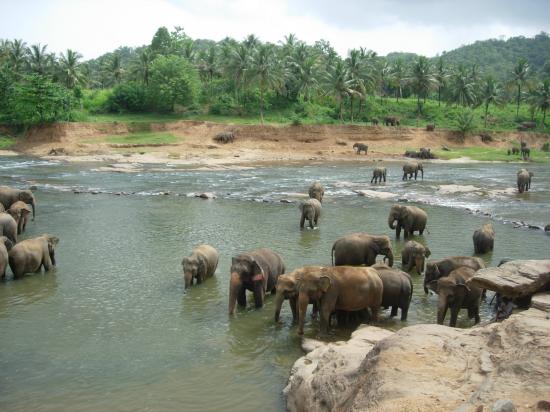 Eléphants - Sri Lanka