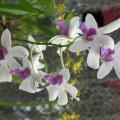 Orchidées - Sri Lanka
