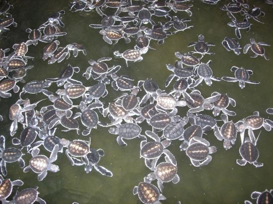 Elevage de tortues