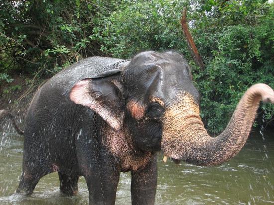 Elephant
