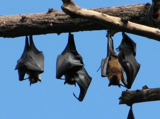Chauve-souris