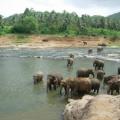 Eléphants - Sri Lanka