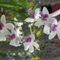 Orchidées - Sri Lanka