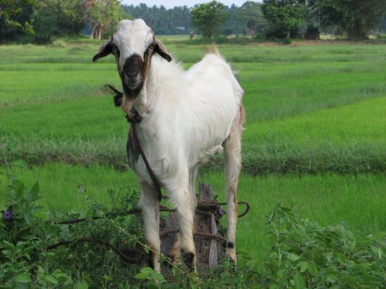 Sri Lanka