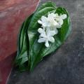 Offrande - Sri Lanka